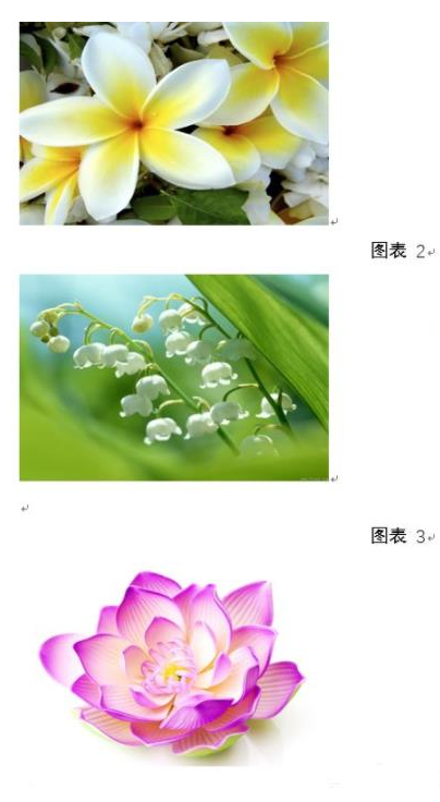 Word文档怎么批量修改图片大小 Word批量调整图片大小方法
