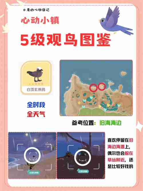 心动小镇五级观鸟详细位置整理一览