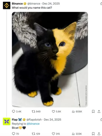 BSC 生态 Meme 币代表：Bicat、BNBCAT