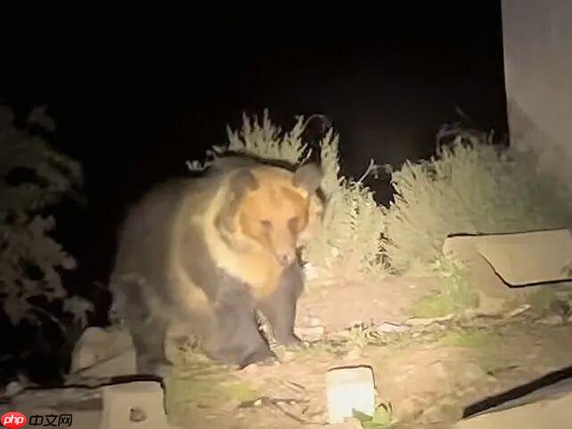 熊出没现实版！西藏一垃圾站30多只熊集体觅食 - php中文网