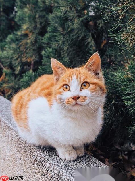 猫的胡须剪了会怎么样
