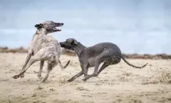 Apache vs Ninx Performance: Techniques d'optimisation