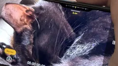 Senarai aplikasi yang sentiasa dikemas kini yang menyokong butang kawalan kamera pada model siri iPhone 16