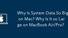 Why Is System Data So Big on Mac? Why Is It so Large on MacBook Air/Pro?