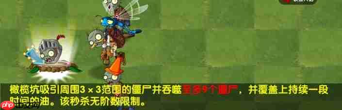 植物大战僵尸2橄榄坑适性测评