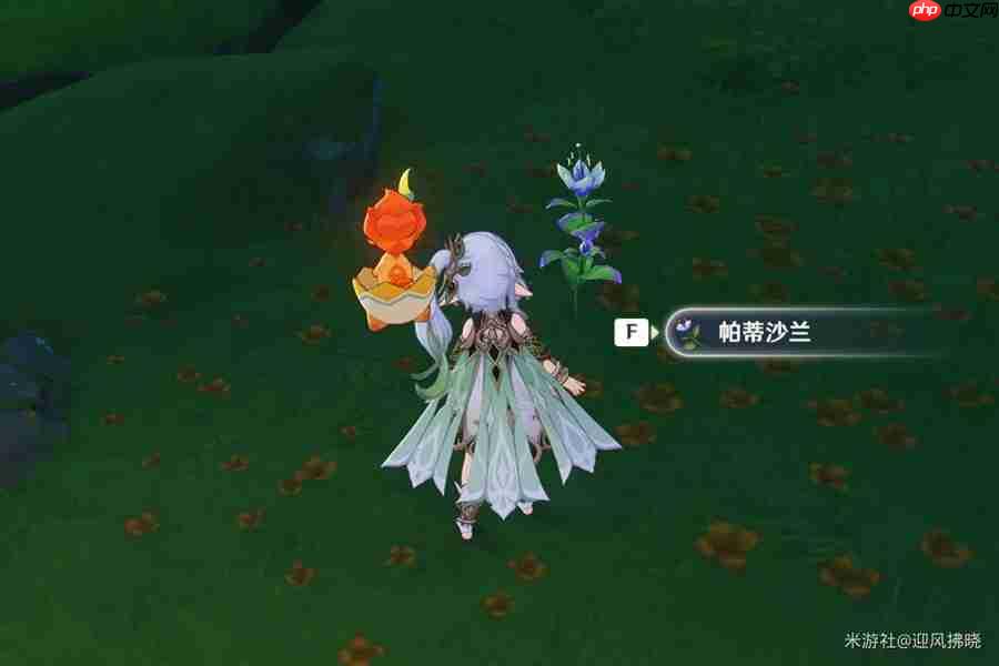 原神帕蒂沙兰全收集路线