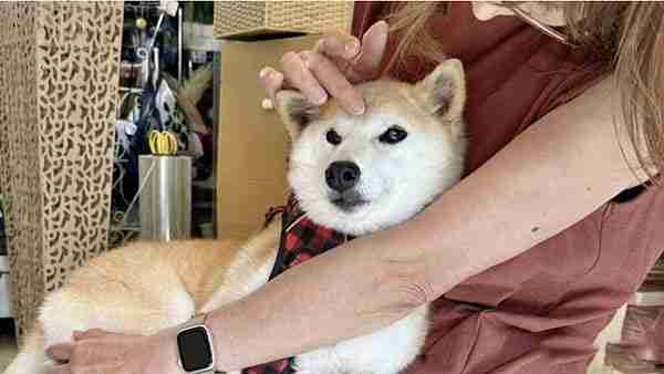 CZ回归币安疯狂上币用意何在?如何解读币安上币策略?市场未来预期如何?