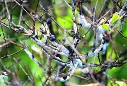 虫白蜡的功效与作用：止血生肌，敛疮。—《中草药手册》