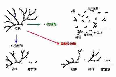 α-淀粉酶、β-淀粉酶、糖化淀粉酶的区别