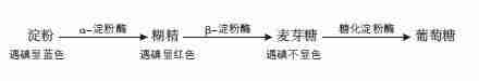 α-淀粉酶、β-淀粉酶、糖化淀粉酶的区别