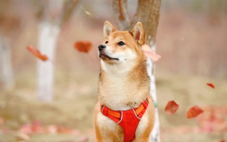 Shiba Inu (SHIB) Primed for New Highs, Analysts Predict a 71% Surge Targeting $0.00003260