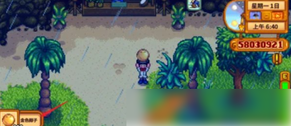 星露谷物语金椰子怎么砸开 星露谷物语金椰子开启方法