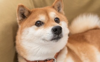 狗狗幣(DOGE)在過去一年翻了兩番,但它並不是比特幣(BTC)的絕佳替代品