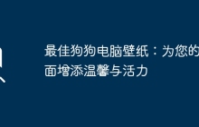 最佳狗狗电脑壁纸:为您的桌面增添温馨与活力