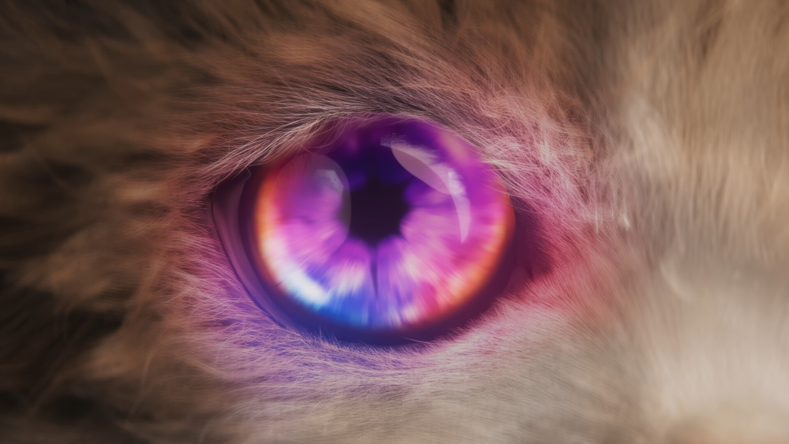 TGA:猫猫开放世界游戏《Catly》预告