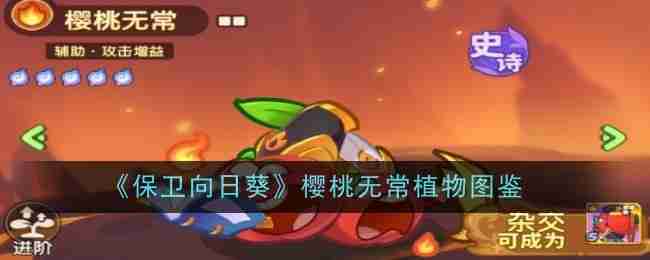 《保卫向日葵》樱桃无常植物图鉴