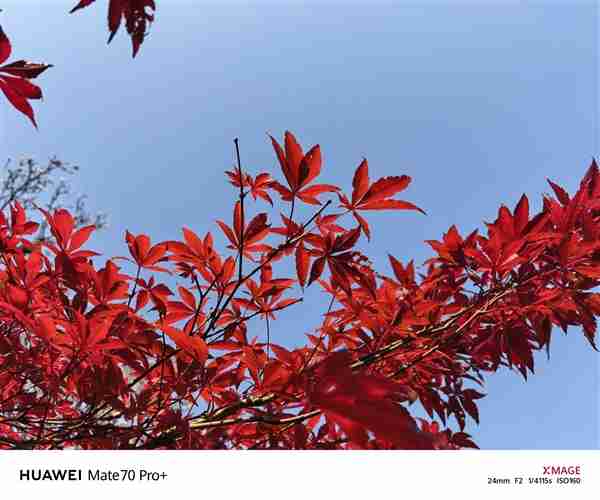 建议友商跟进!华为Mate 70 Pro+红枫影像实拍测试