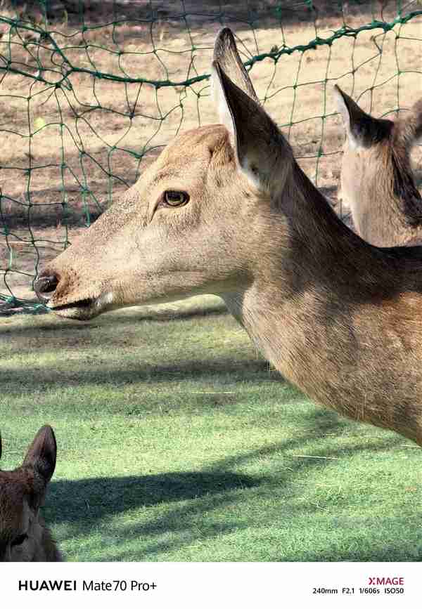 建议友商跟进!华为Mate 70 Pro+红枫影像实拍测试