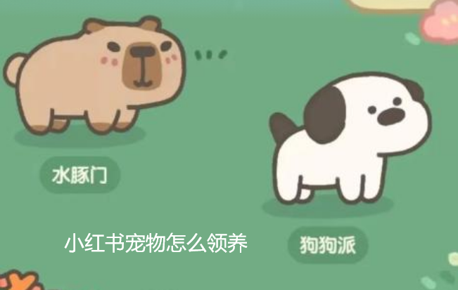 小红书宠物怎么领养-小红书宠物领养方法