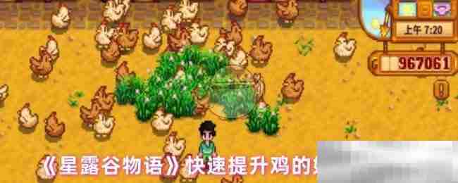 《星露谷物语》快速提升鸡的好感度技巧