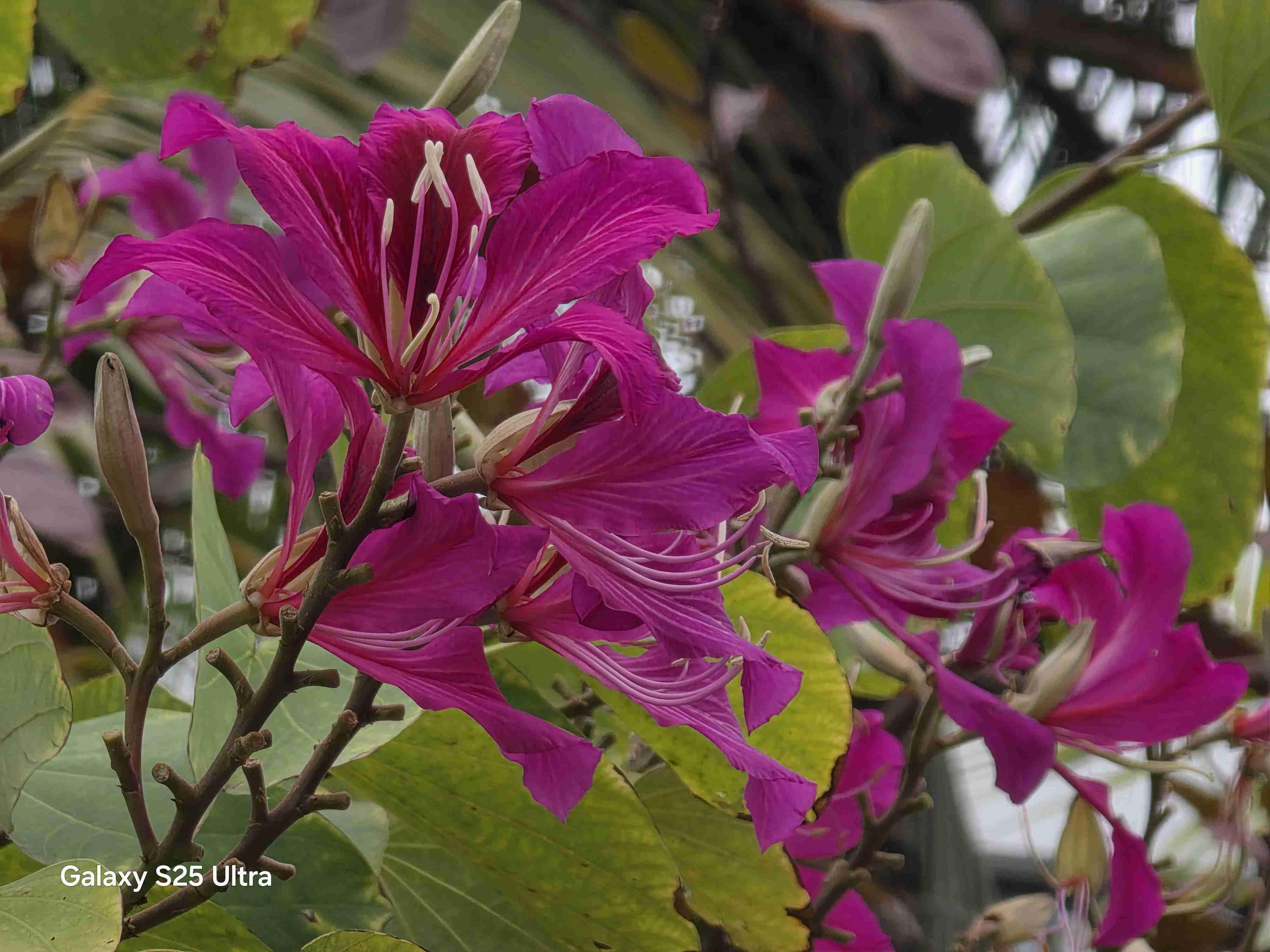 用了一个星期的S25 Ultra，我有这些体验想和你分享一下