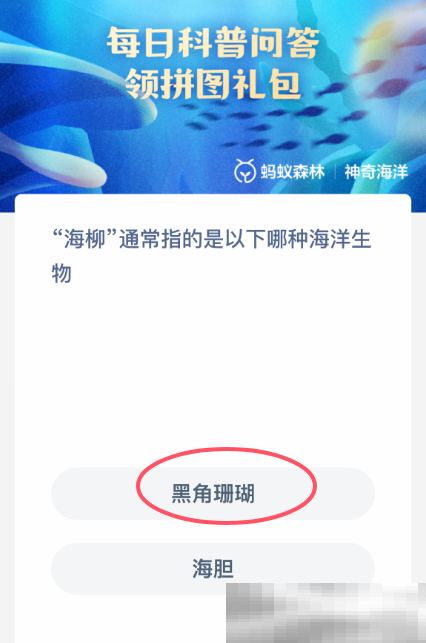 海柳通常指的是以下哪种海洋生物