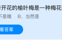 春季开花的榆叶梅是一种梅花吗