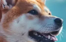 随着埃隆·马斯克（Elon Musk）的失望