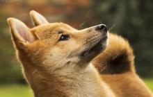 Z Squared是一家专门从事开采Dogecoin（Doge）的公司，正在与生物制药公司（COEP）合并