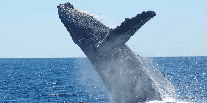 Crypto Whale Liquidates XRP und Ethereum Holdings und erzielen Gewinne von 7,5 Millionen US -Dollar