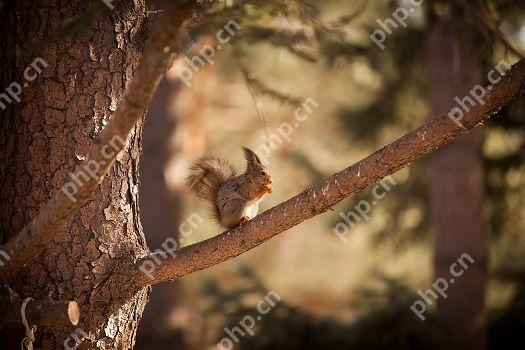 花生松鼠（pnut）突破了150天的下降趋势，目标是$ 1.7907