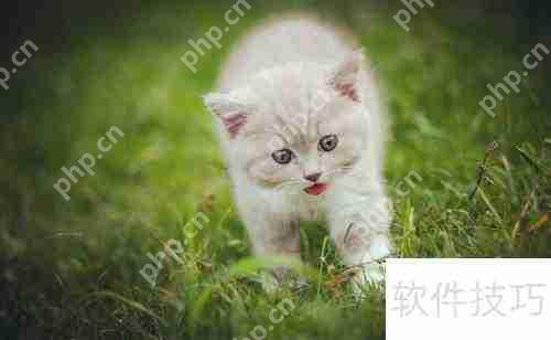 新手必看:正确网购英国短毛猫指南