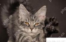 训练猫咪小技巧：当猫犯错时该怎么办？