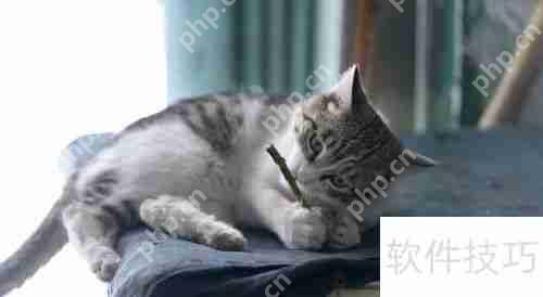 猫薄荷对猫咪的影响与作用