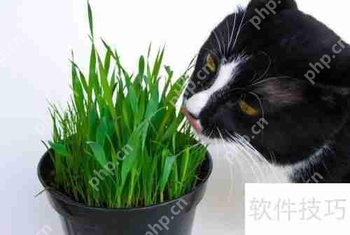 猫薄荷对猫咪的影响与作用
