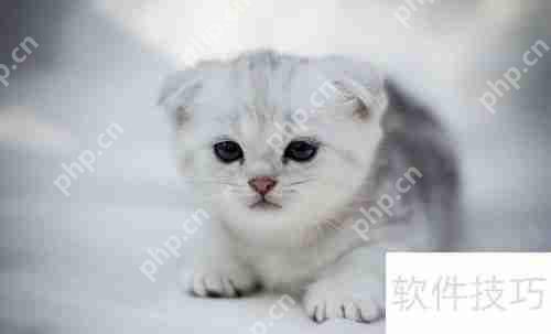 猫薄荷对猫咪的影响与作用