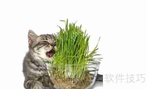 猫薄荷对猫咪的影响与作用