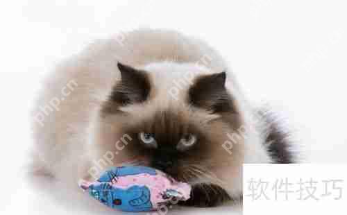 猫薄荷对猫咪的影响与作用