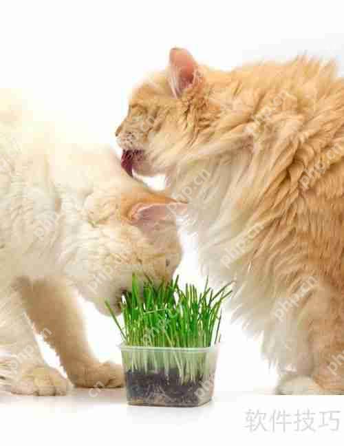 猫薄荷对猫咪的影响与作用