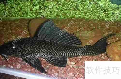 魔兽世界：清道夫坐骑获取攻略