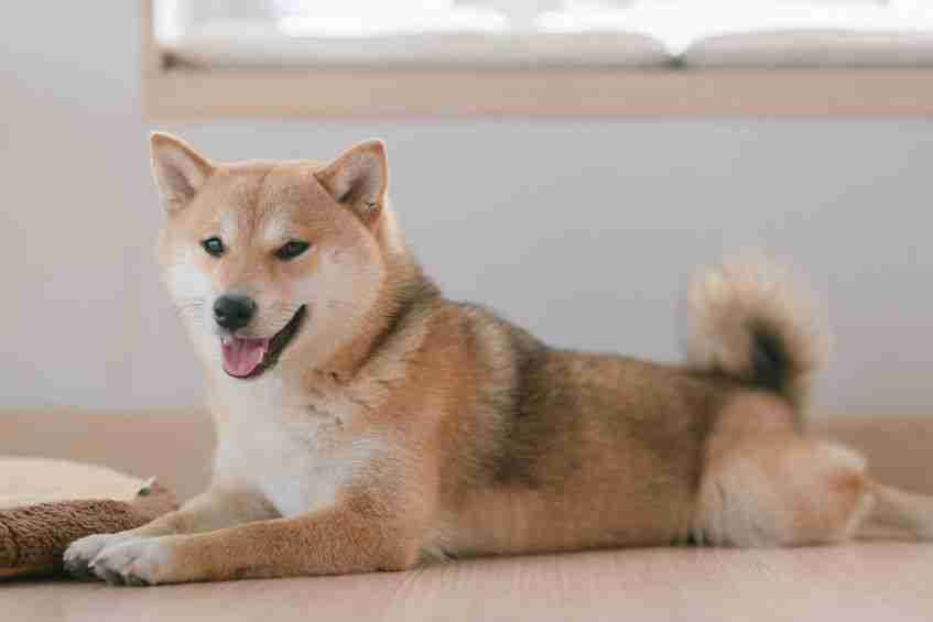 Shiba Inu(Shib)价格今年继续表现其他模因硬币