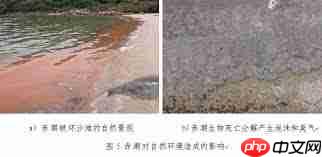 支付宝海洋灾害赤潮的成因是什么