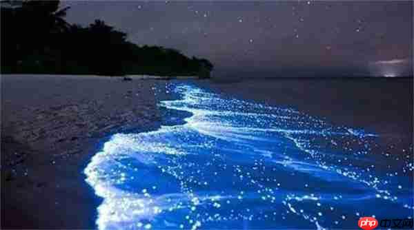 支付宝神奇海洋海洋在白天呈红色夜晚出现蓝眼泪是什么原因