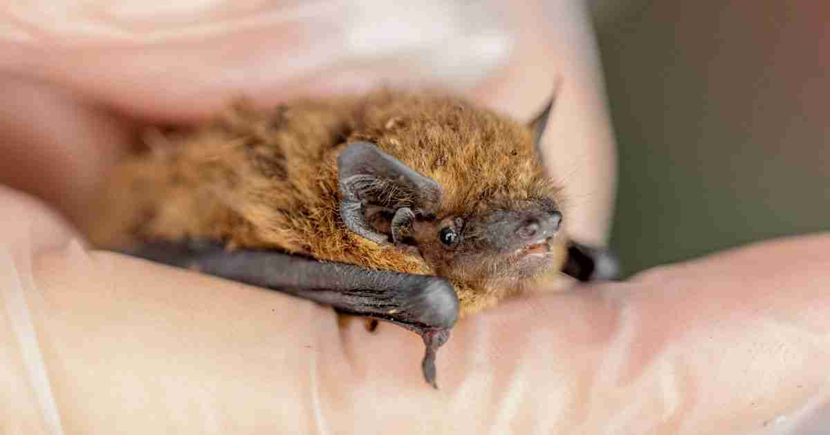 掉下烟囱后,英国最小的蝙蝠之一得救了