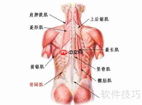 健美比赛：肌肉与美感的终极较量
