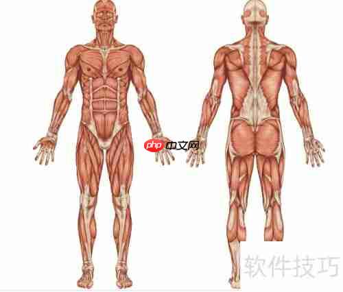 健美比赛：肌肉与美感的终极较量