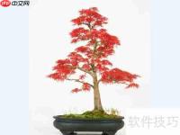 红枫换盆指南:步骤与注意事项