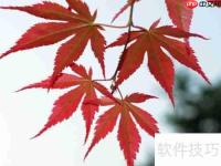 红枫换盆指南:步骤与注意事项
