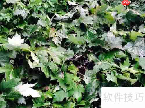 红枫树修剪技巧：打造优美树形指南