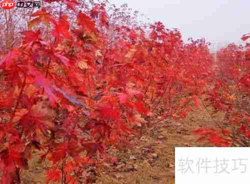 红枫树修剪技巧：打造优美树形指南